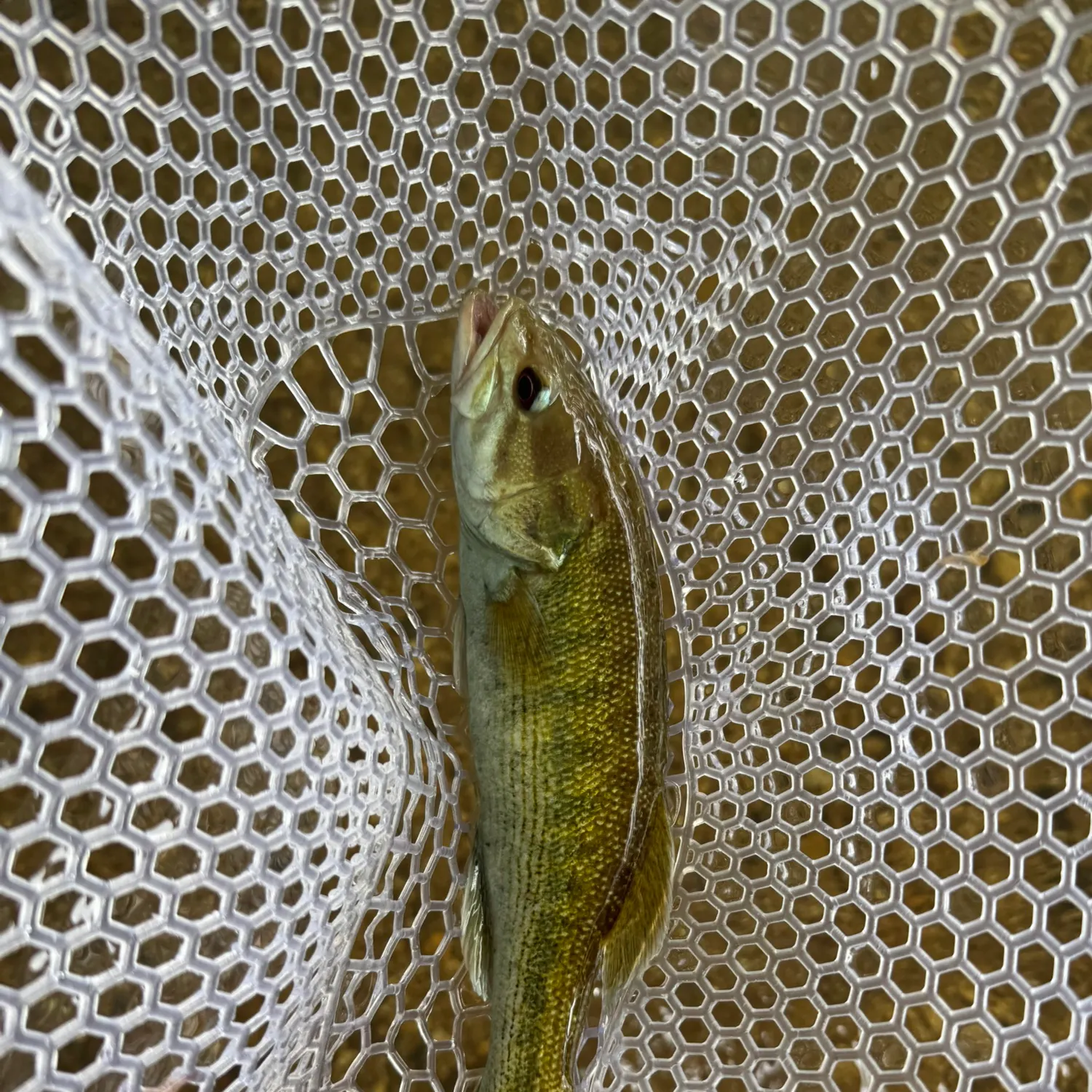 The most recent Warrior bass catches on Fishbrain
