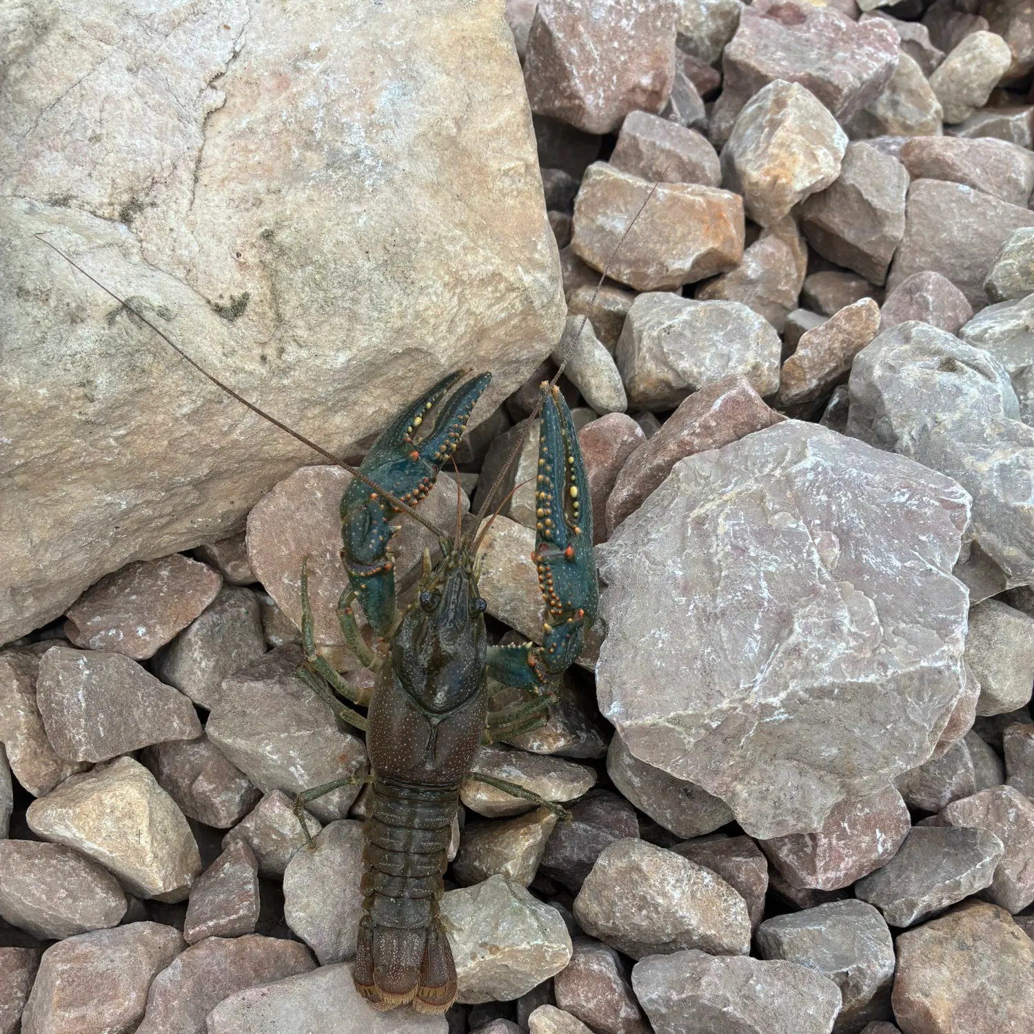 Signal crayfish caught on Fishbrain