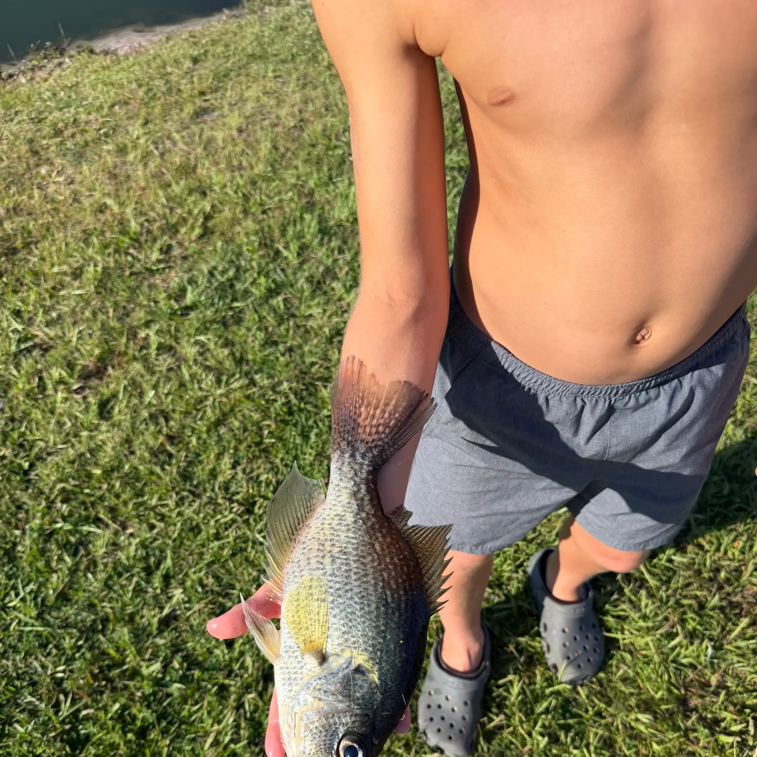 White crappie caught on Fishbrain