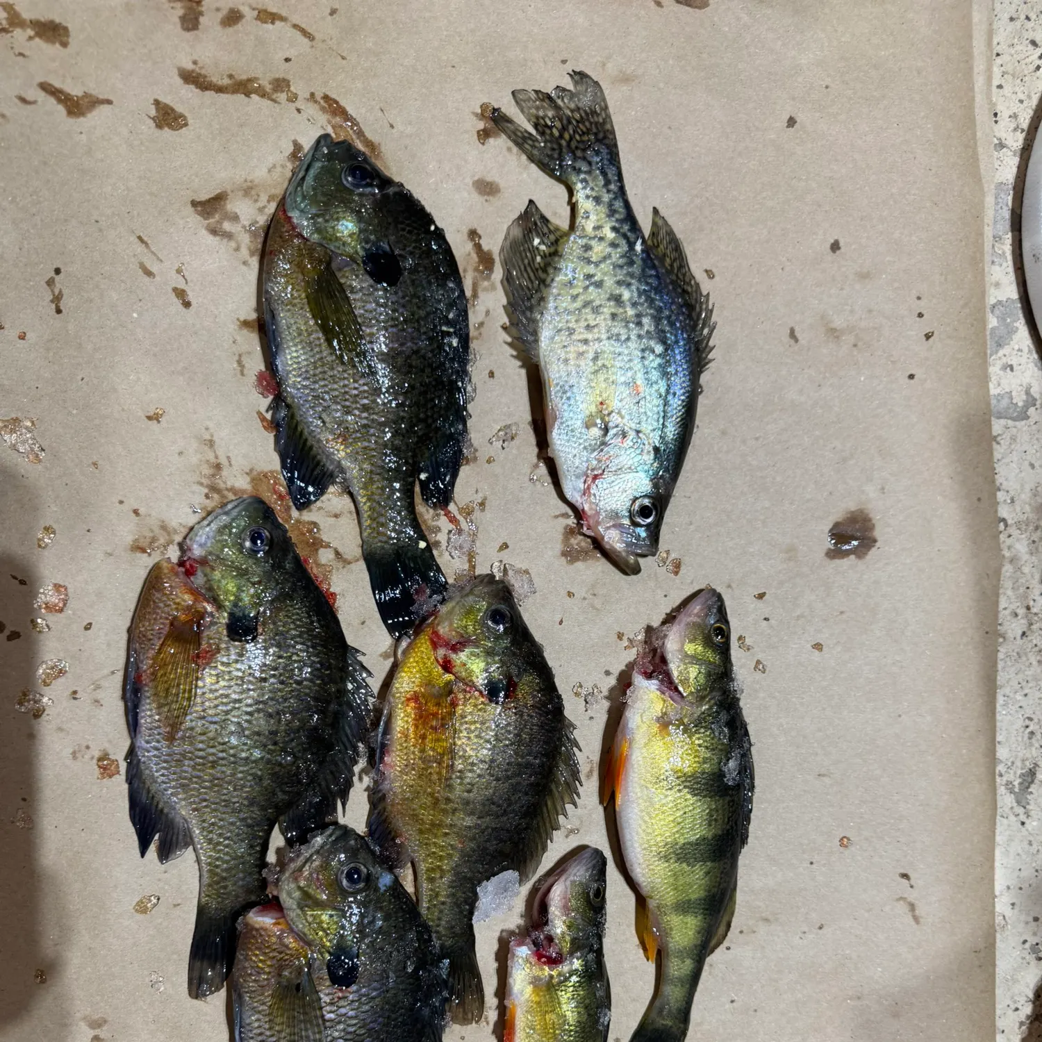 recently logged catches