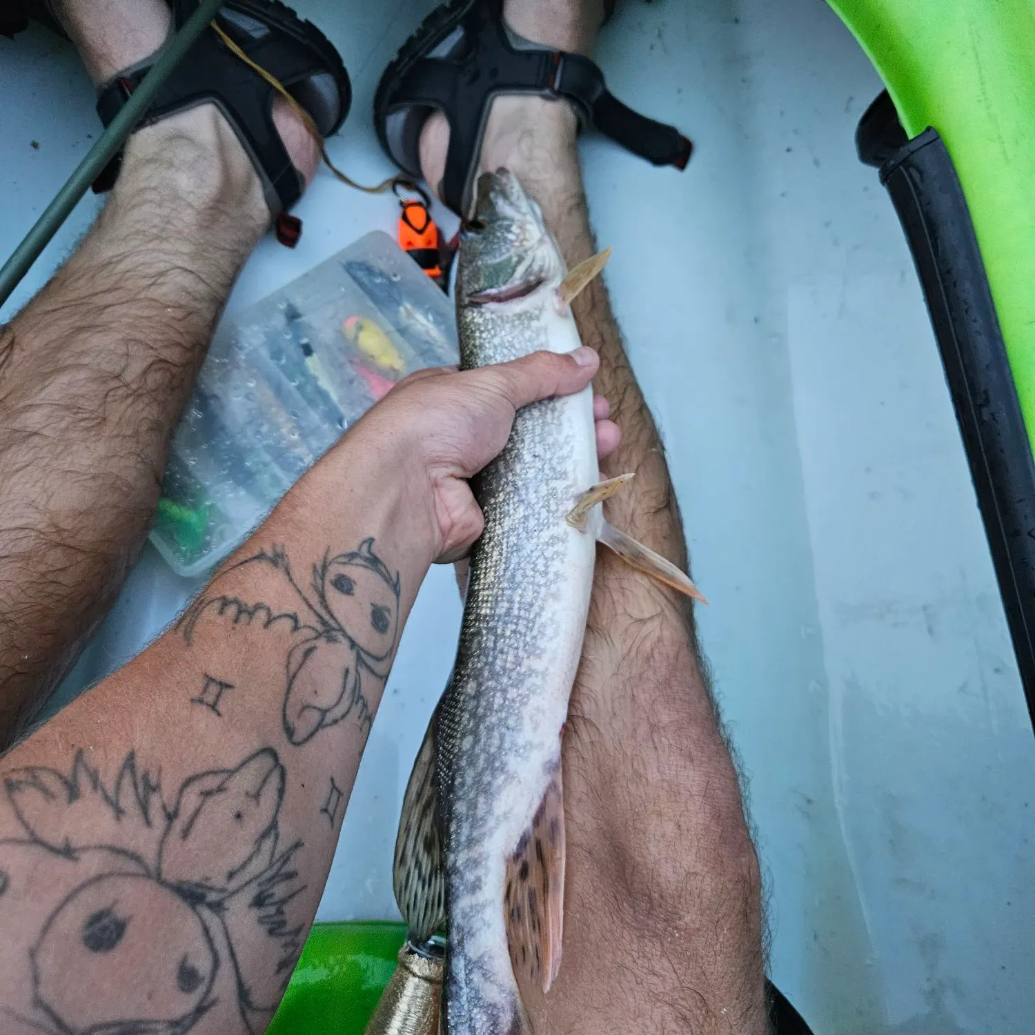 Northern pike caught on Fishbrain