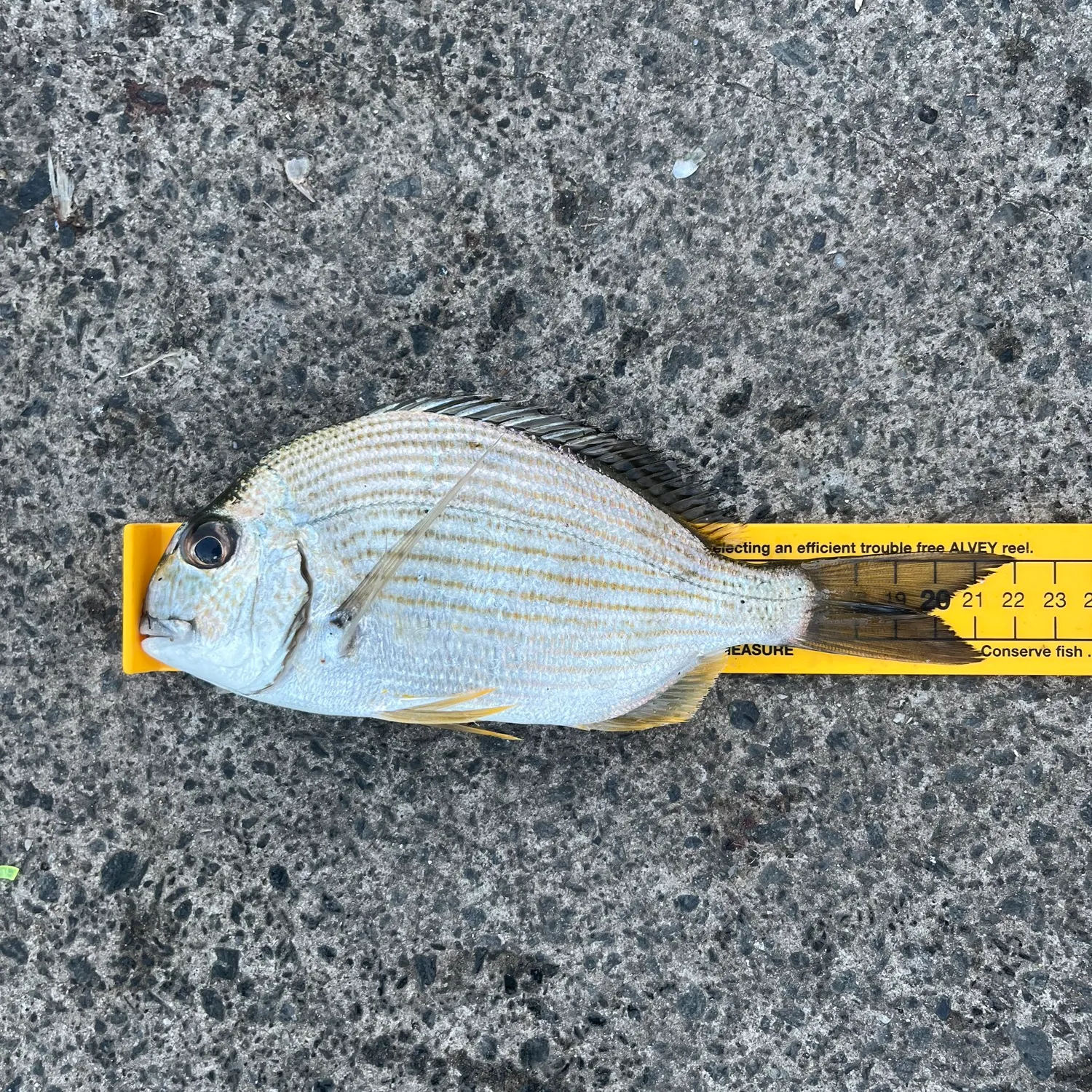 recently logged catches