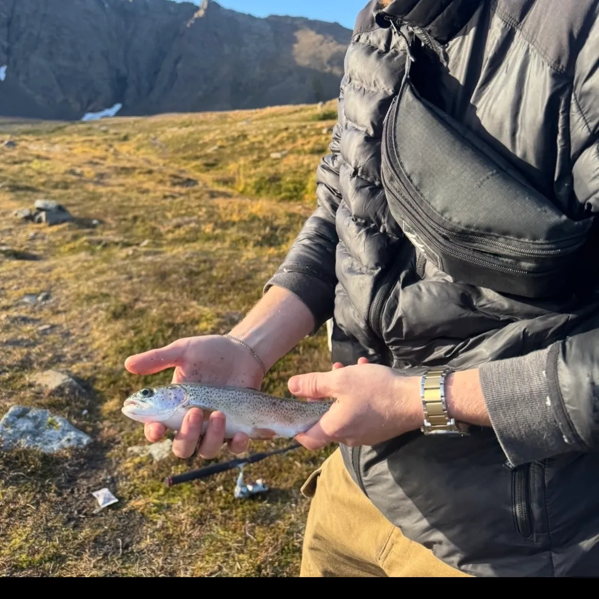 Rainbow trout caught on Fishbrain