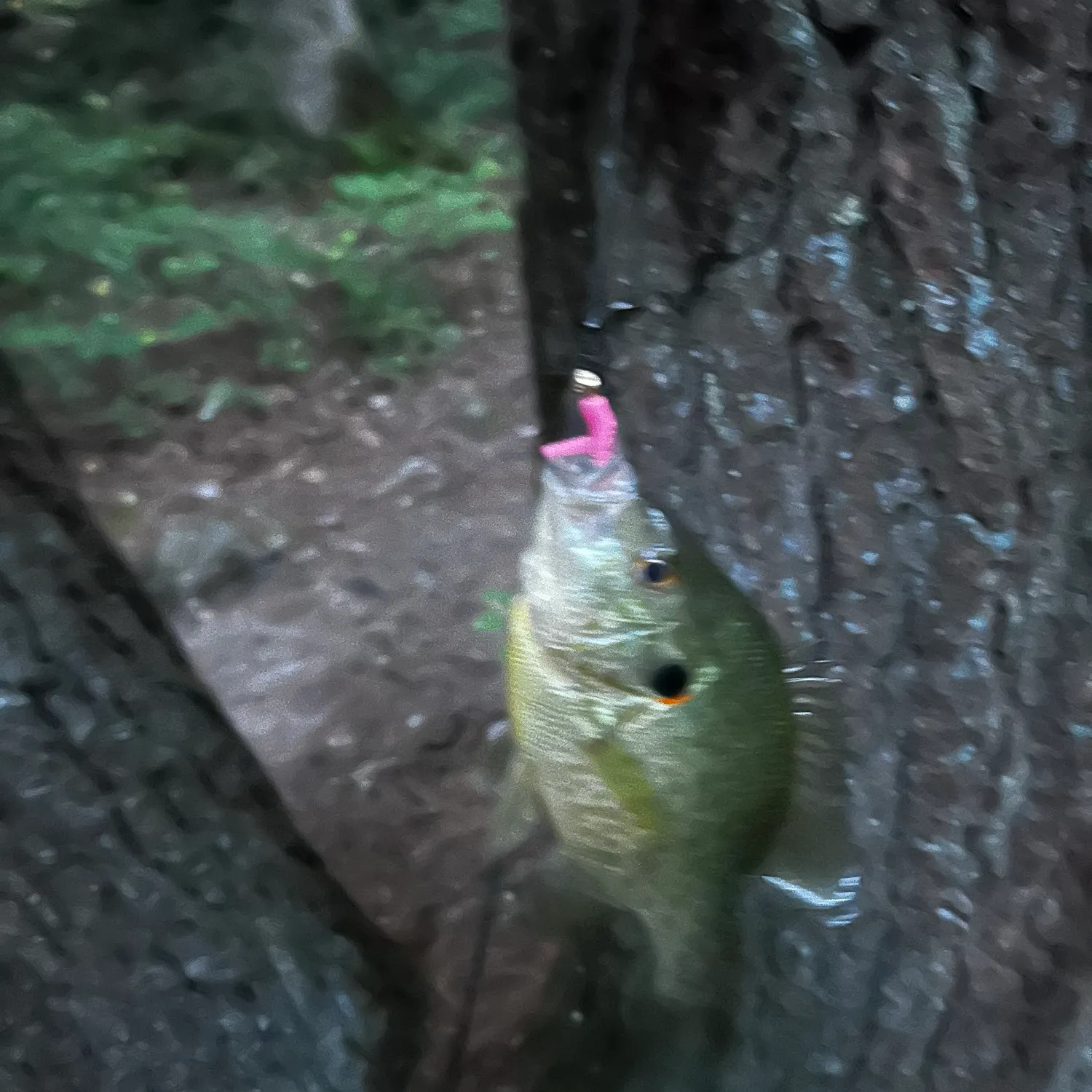 Redear sunfish caught on Fishbrain