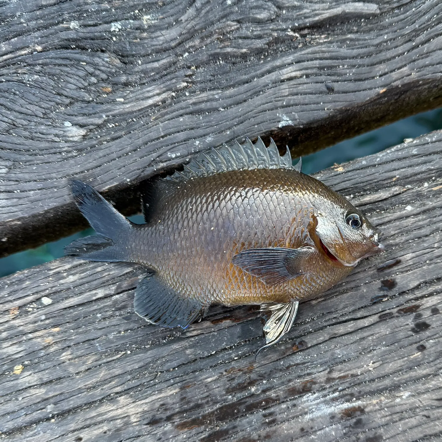 Black drummer caught on Fishbrain