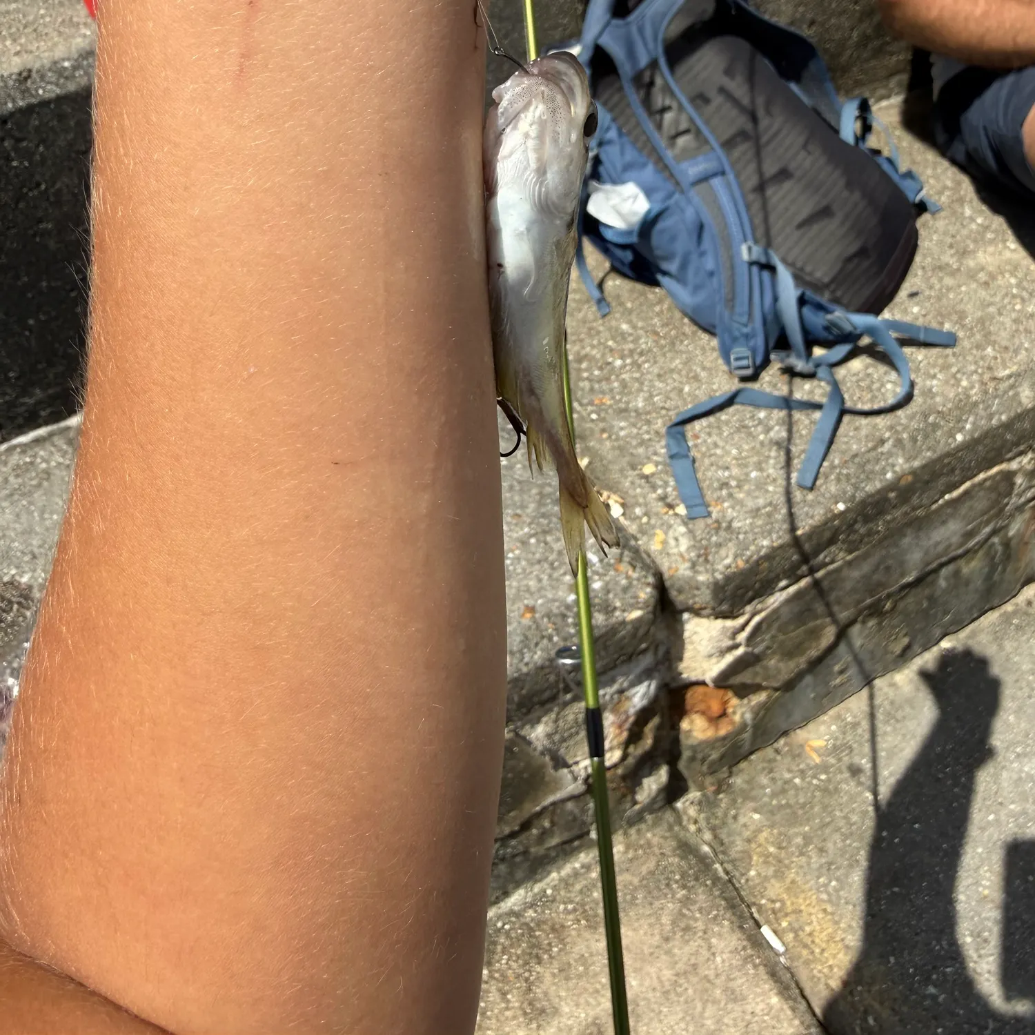 The most recent Pouting catches on Fishbrain