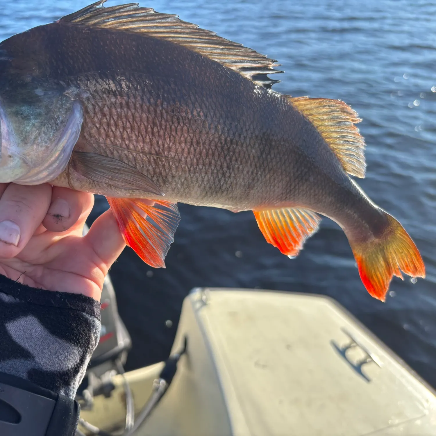 European perch caught on Fishbrain