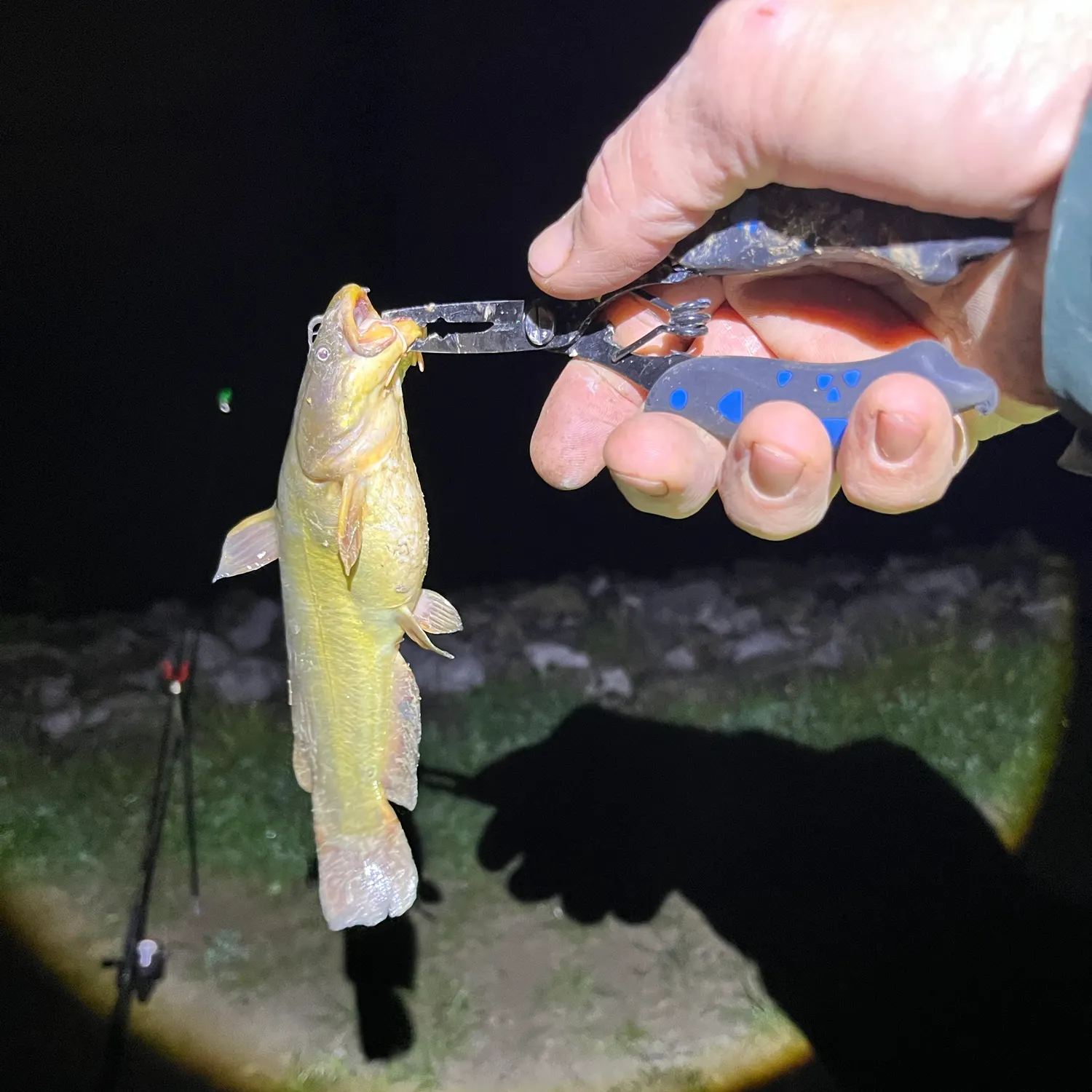 Yellow bullhead caught on Fishbrain