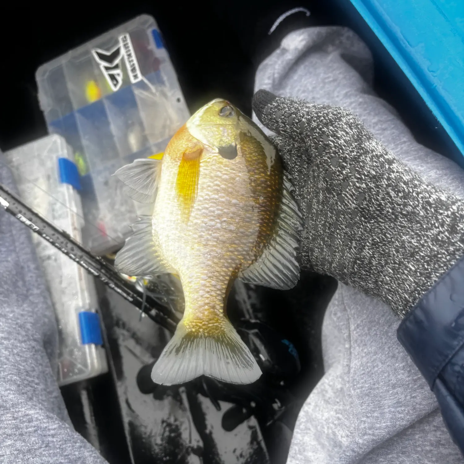 Bluegill caught on Fishbrain