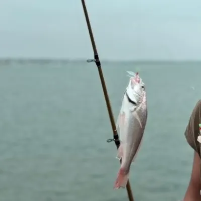 The most recent Queenfish catches on Fishbrain