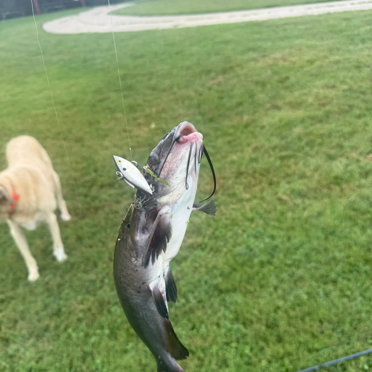 Channel catfish caught on Fishbrain
