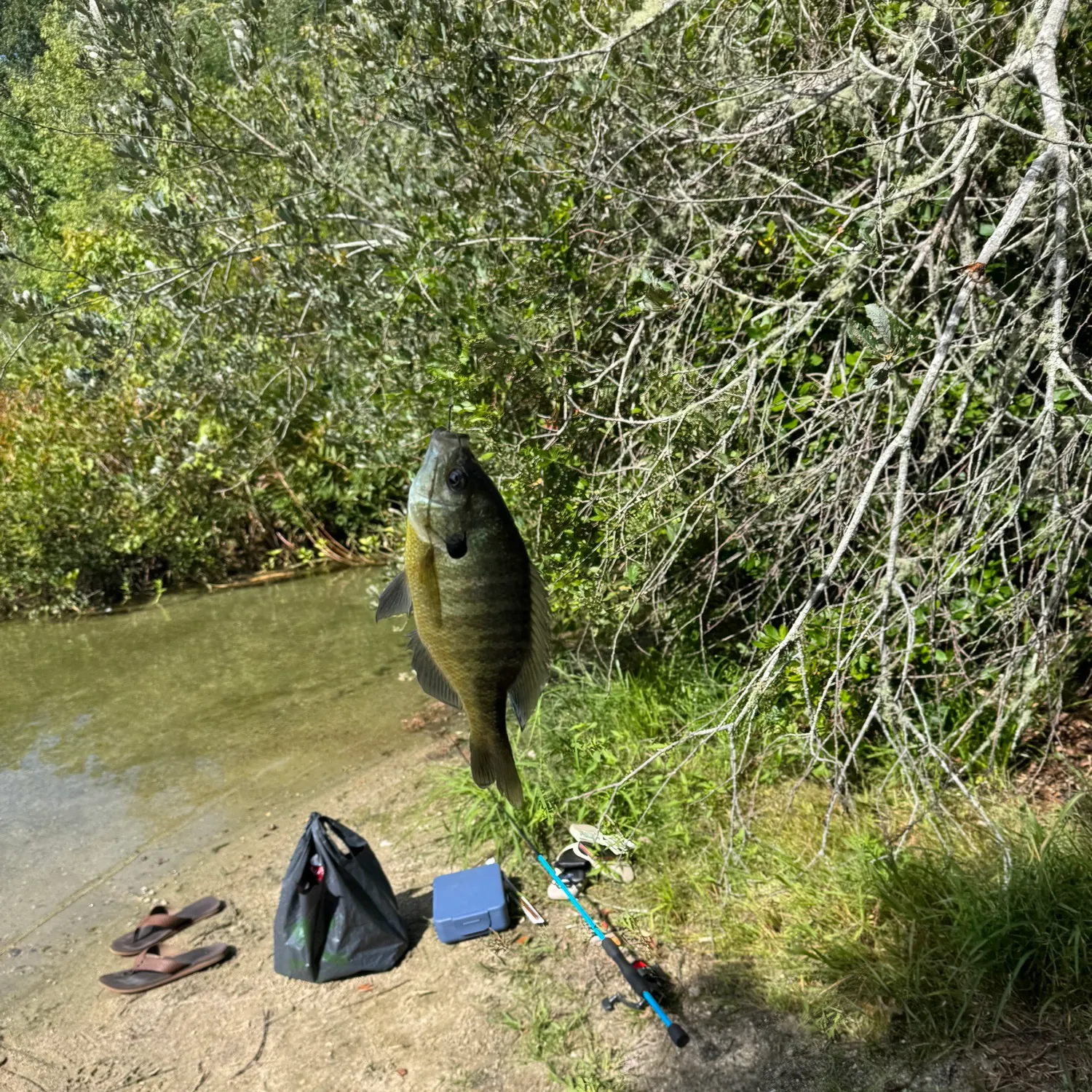 Bluegill caught on Fishbrain