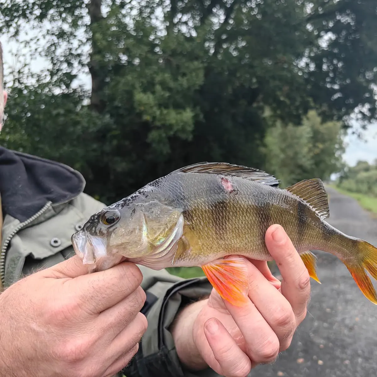 European perch caught on Fishbrain