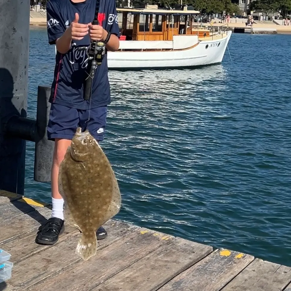 The most recent Olive flounder catches on Fishbrain