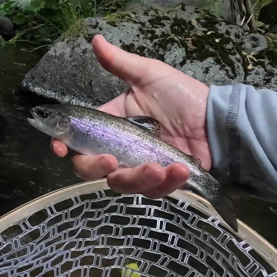Rainbow trout caught on Fishbrain
