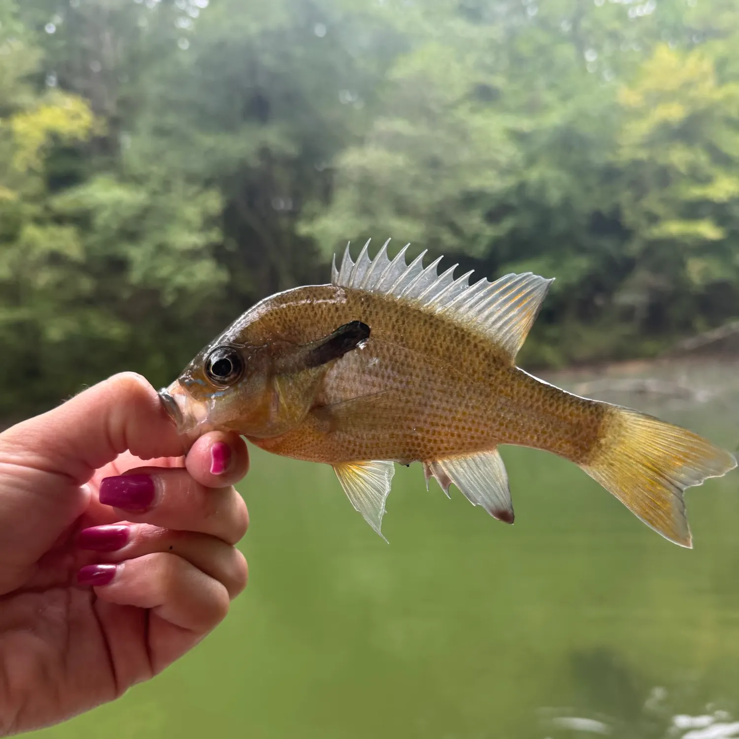 Redbreast sunfish caught on Fishbrain