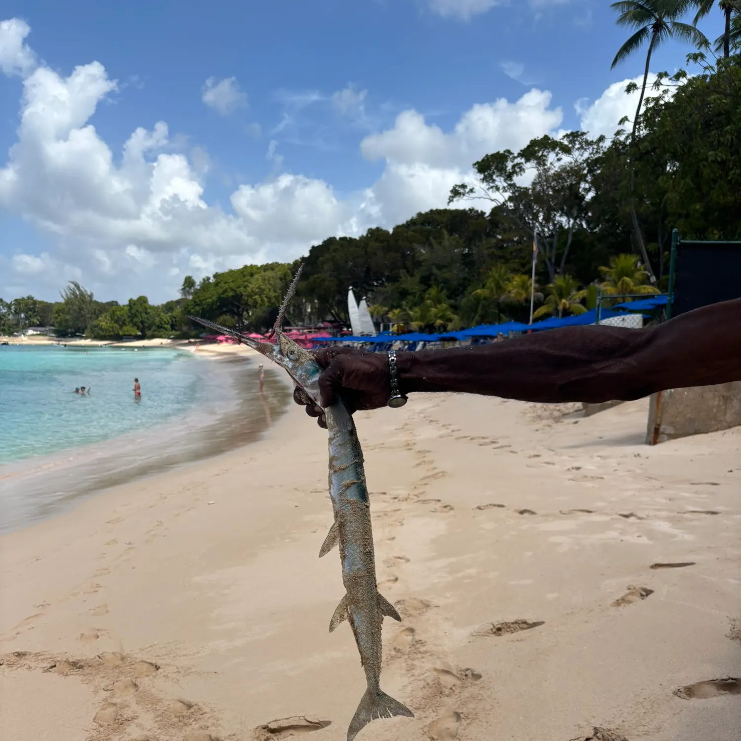 The most recent Atlantic needlefish catches on Fishbrain