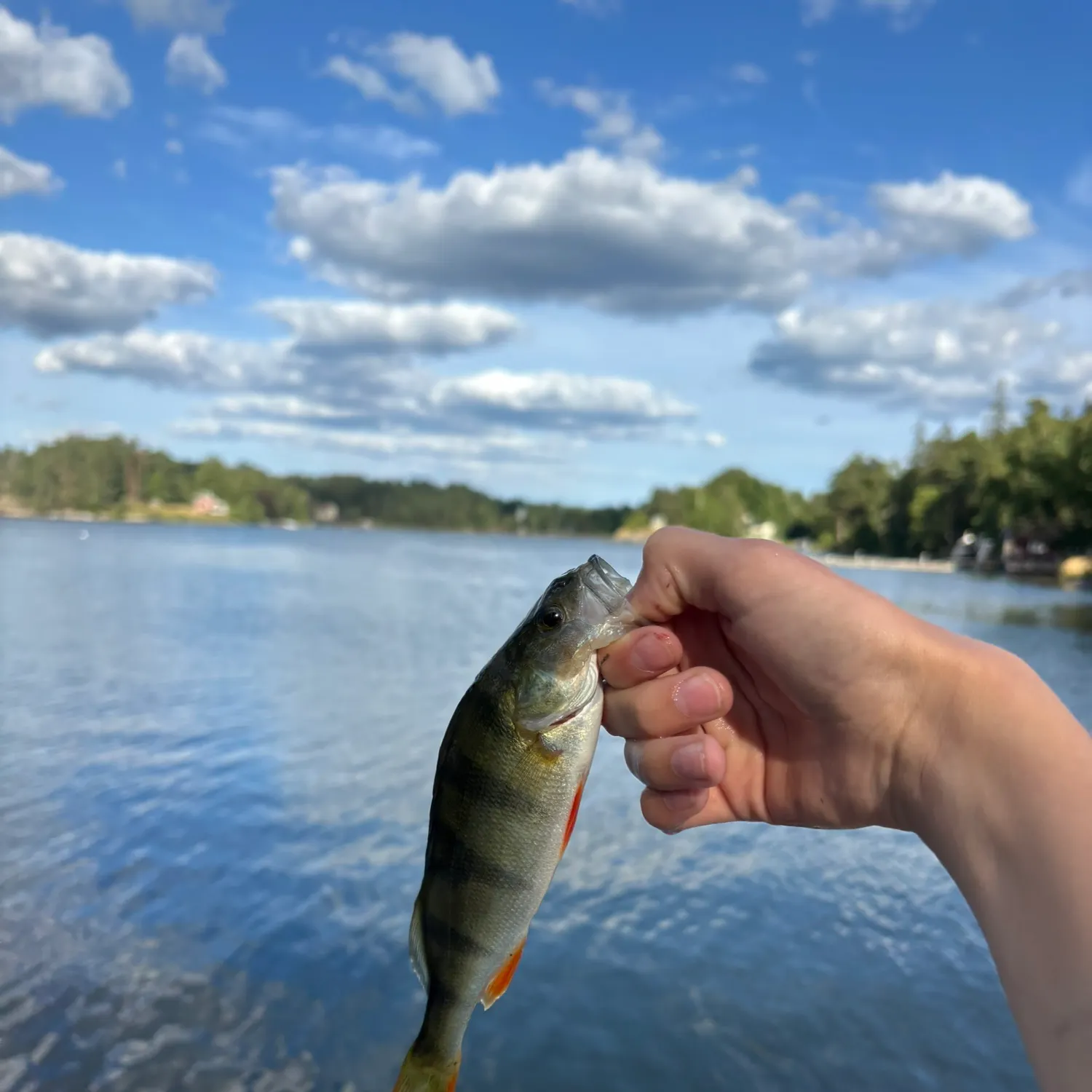 European perch caught on Fishbrain