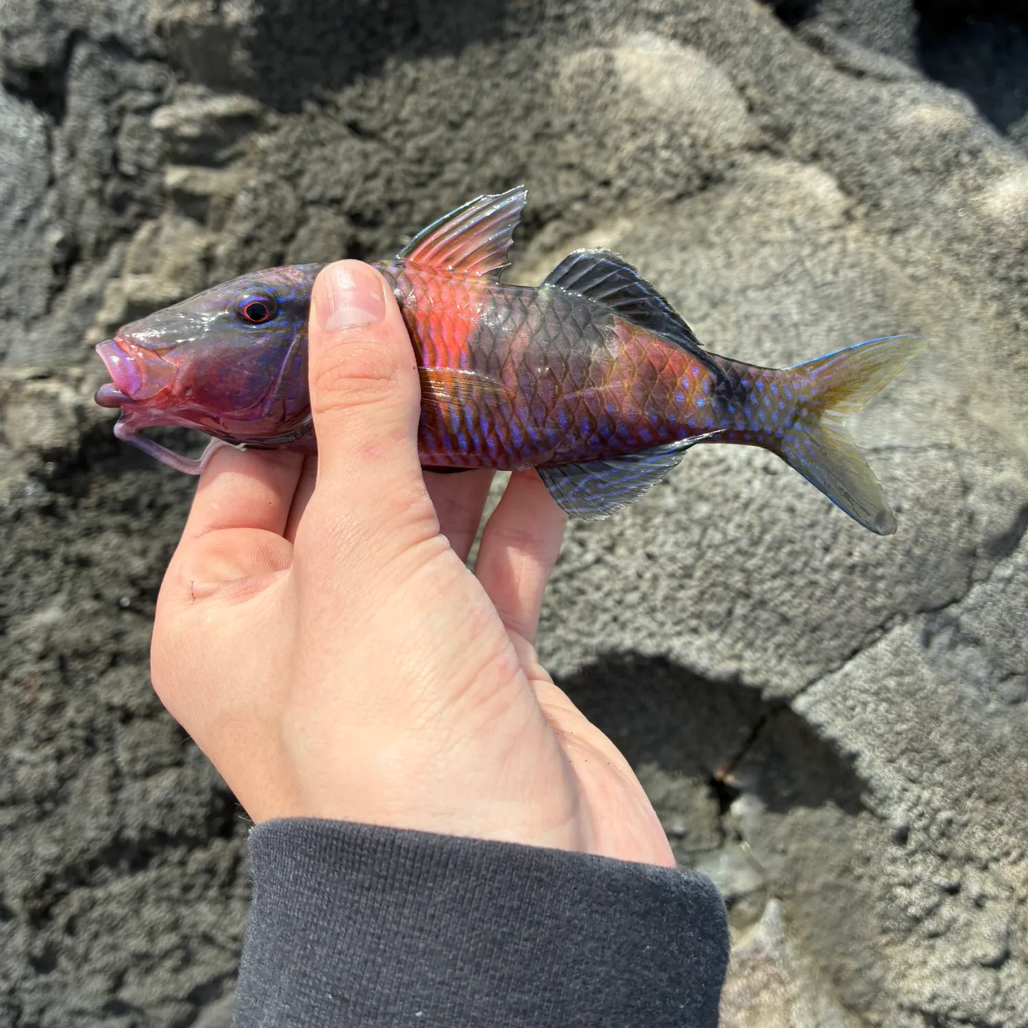 The most recent Manybar goatfish catches on Fishbrain