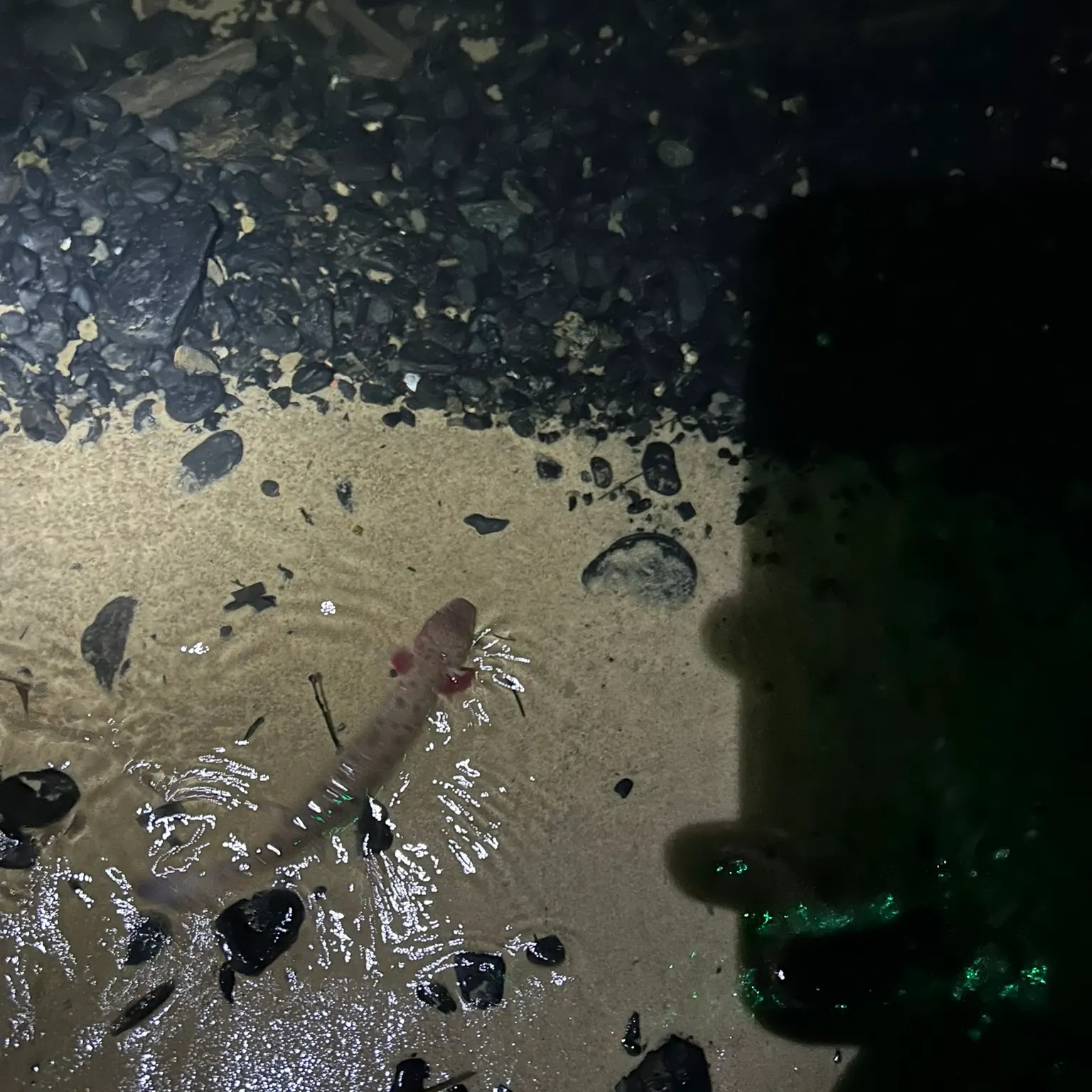 The most recent Common mudpuppy catches on Fishbrain