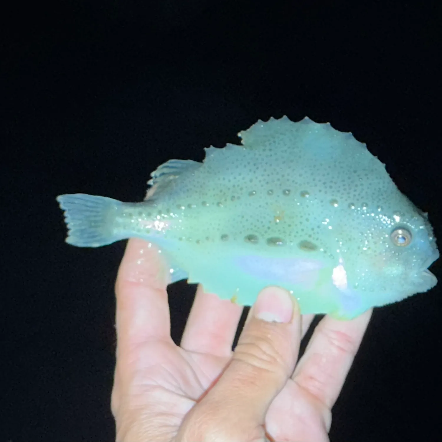 The most recent Lumpsucker catches on Fishbrain