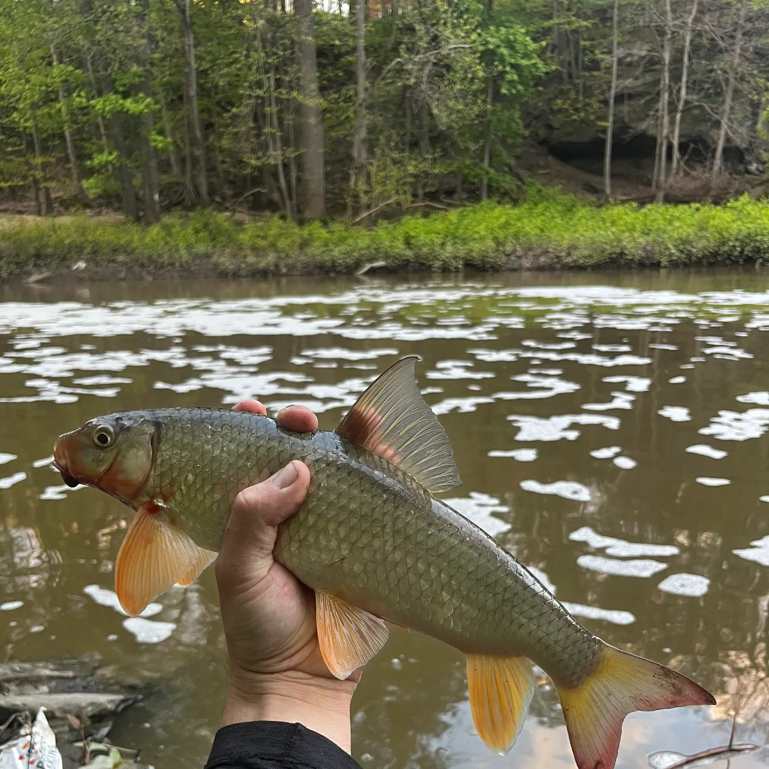 The most recent Smallmouth redhorse catches on Fishbrain