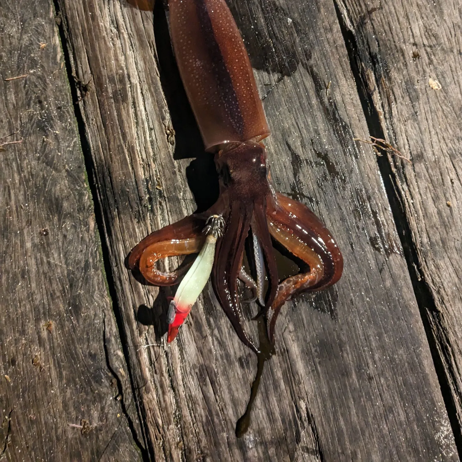The most recent Gould's squid catches on Fishbrain