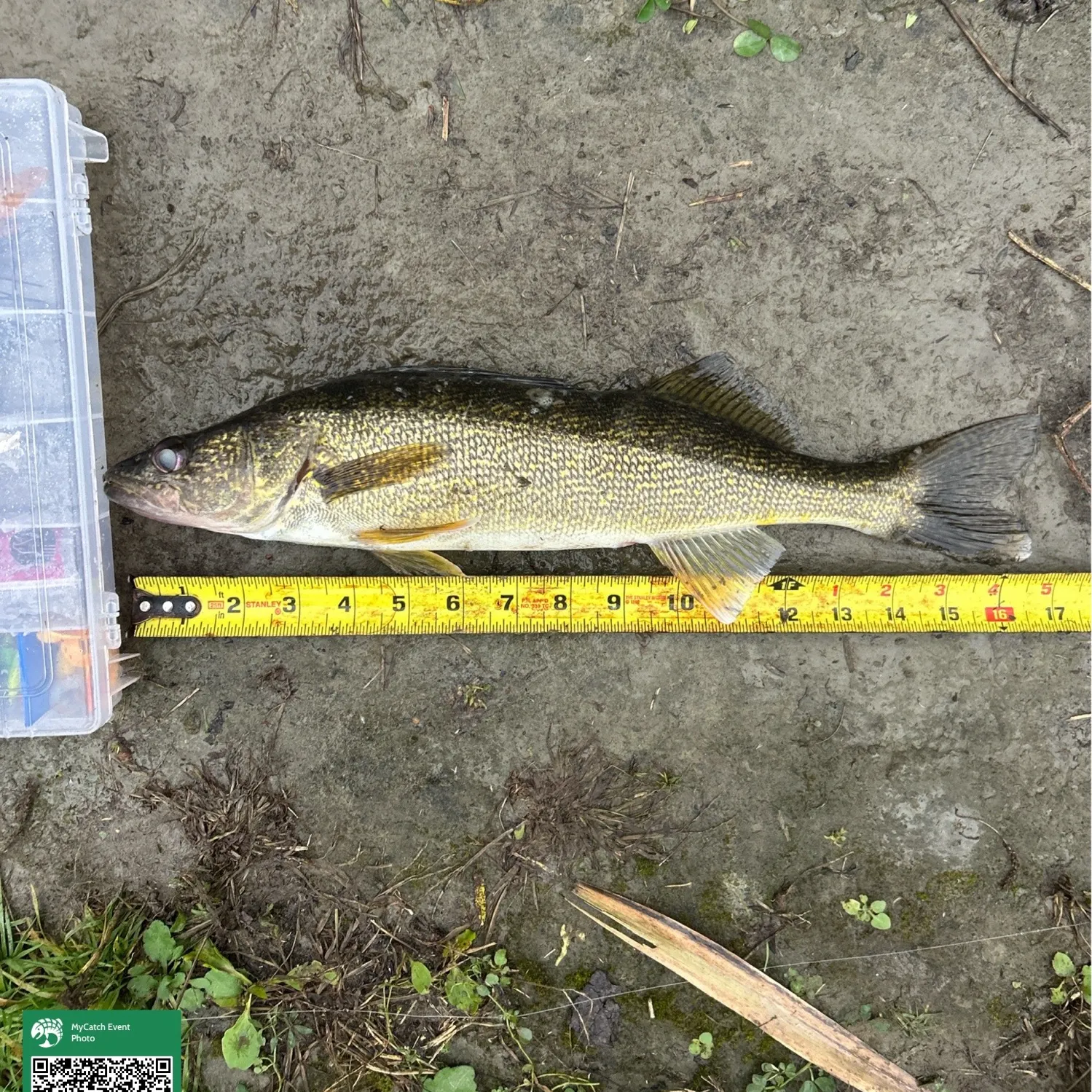 Walleye caught on Fishbrain