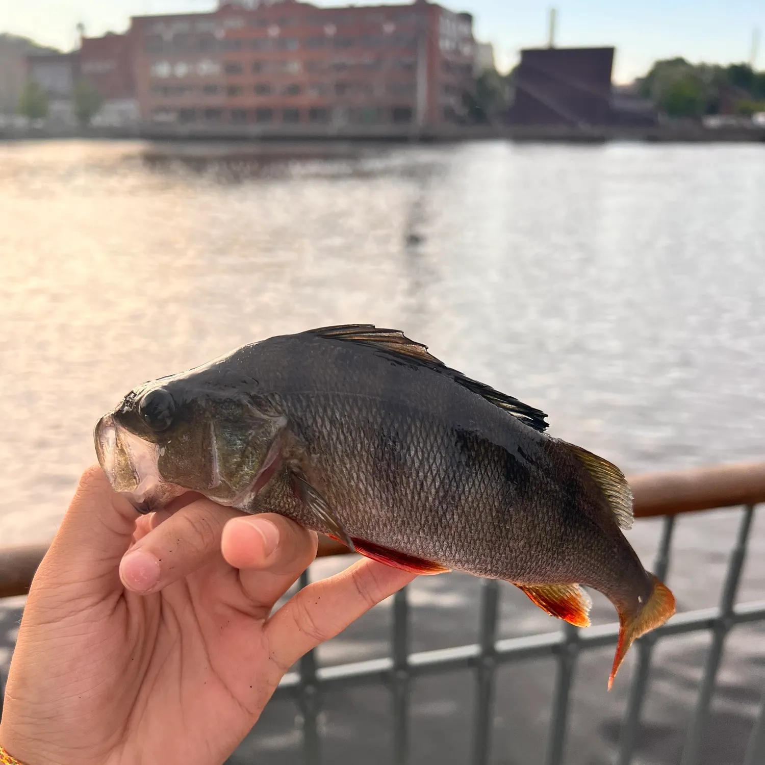 catch