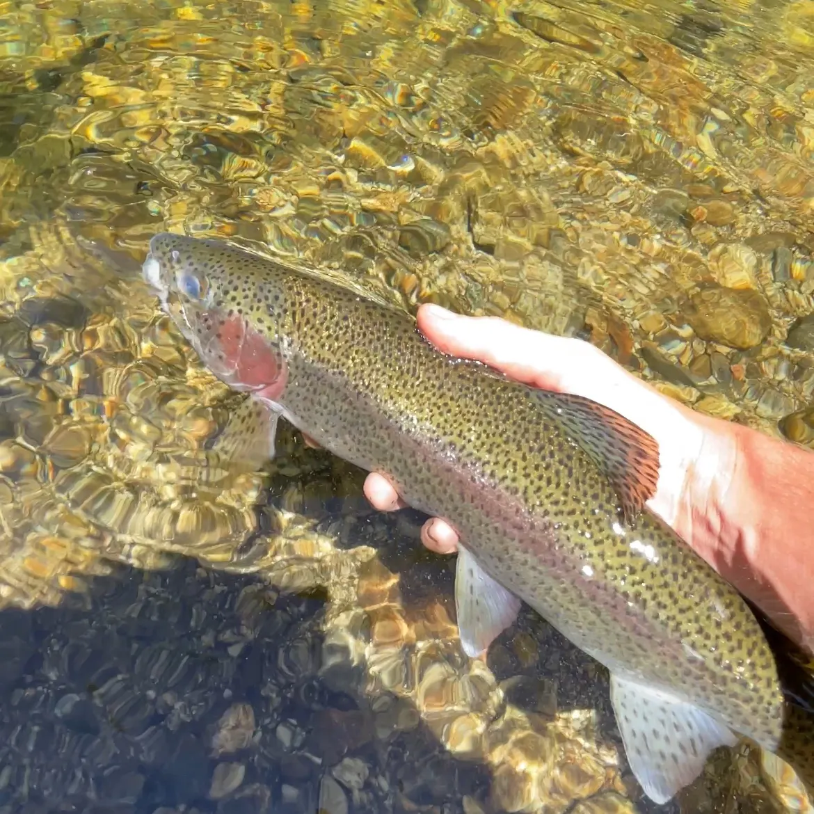 The most recent Coastal rainbow trout catches on Fishbrain