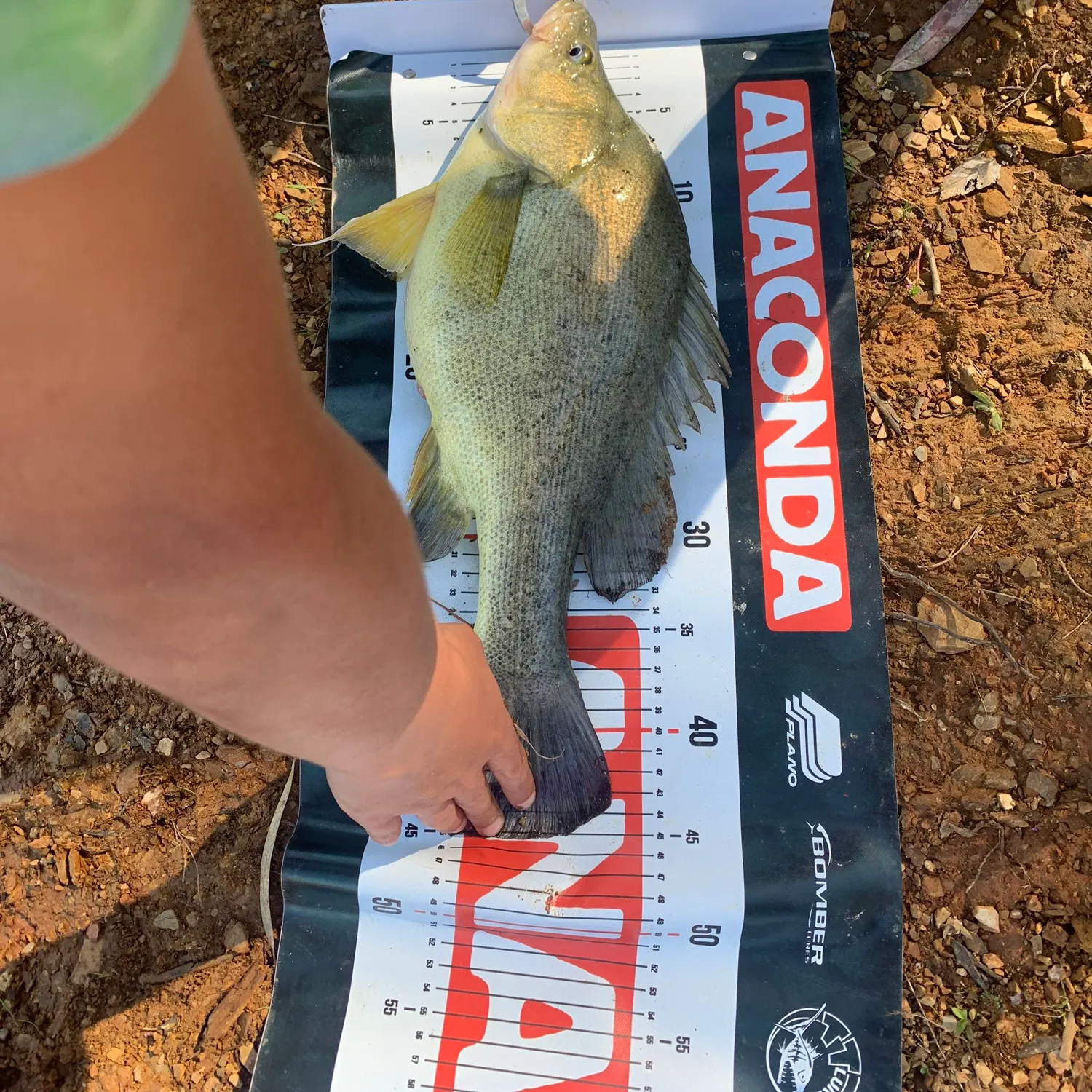 The most recent Golden perch catches on Fishbrain