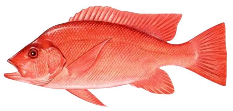 Malabar blood snapper
