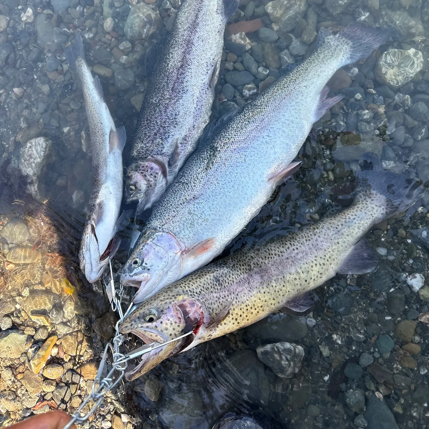 recently logged catches