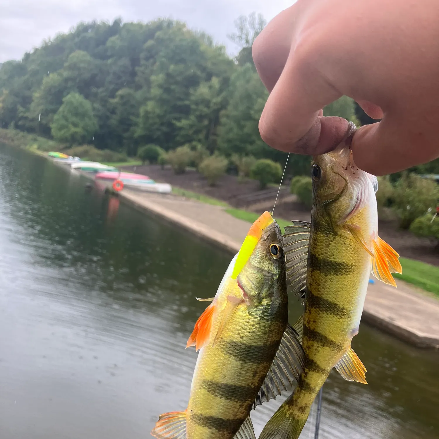 Yellow perch caught on Fishbrain