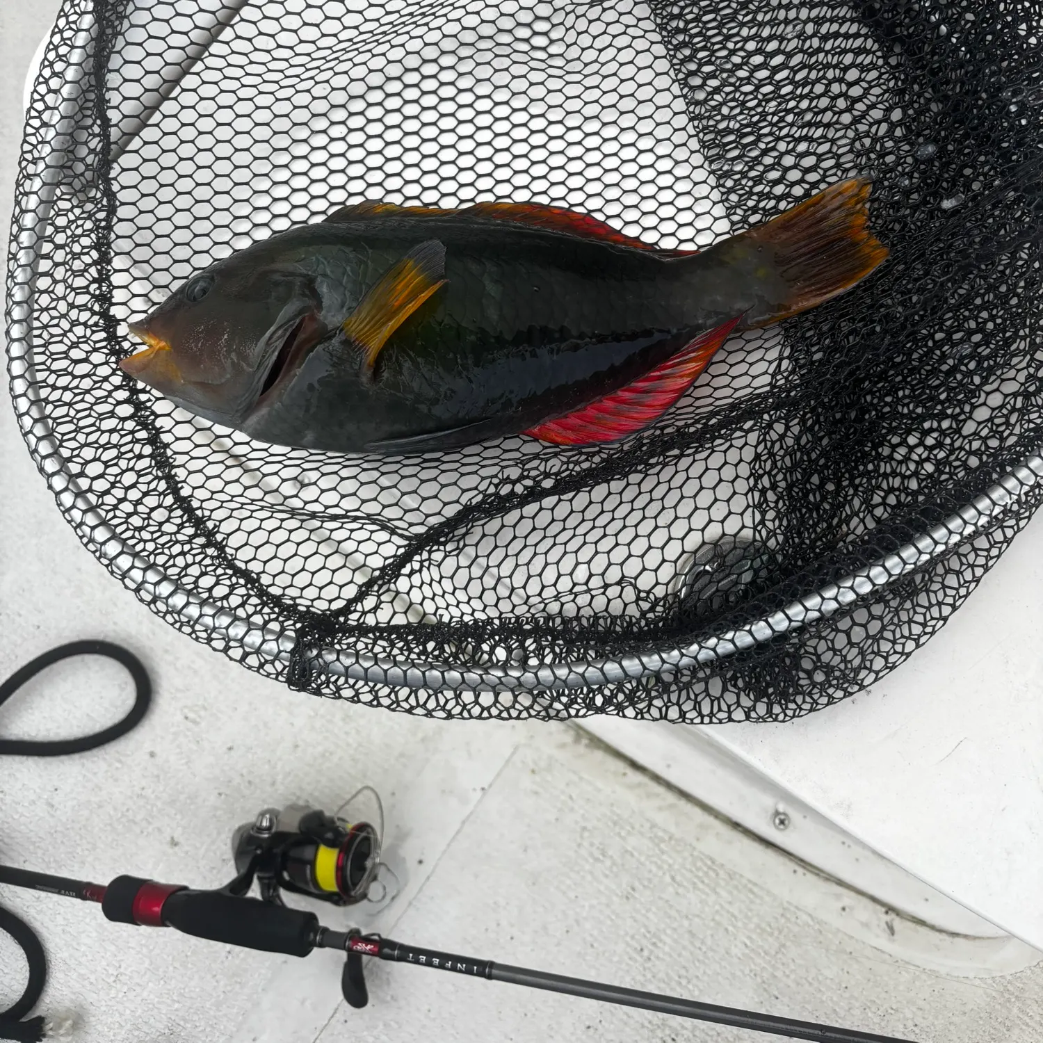 The most recent Crimsonbanded wrasse catches on Fishbrain
