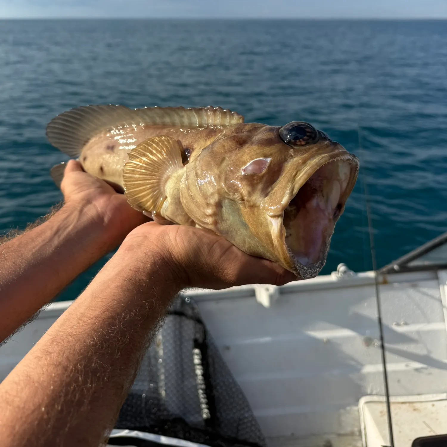 The most recent Spotfin jawfish catches on Fishbrain