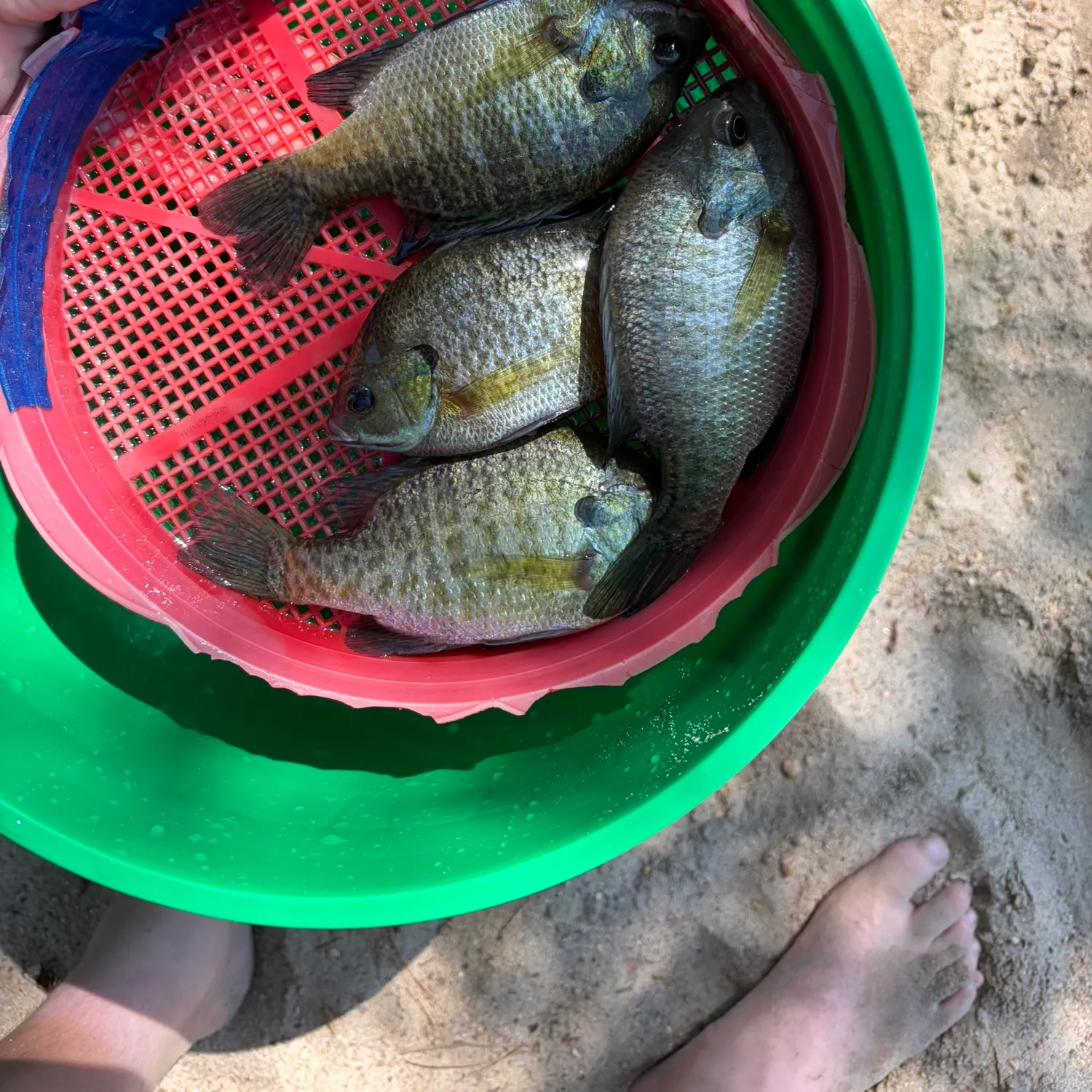 Bluegill caught on Fishbrain