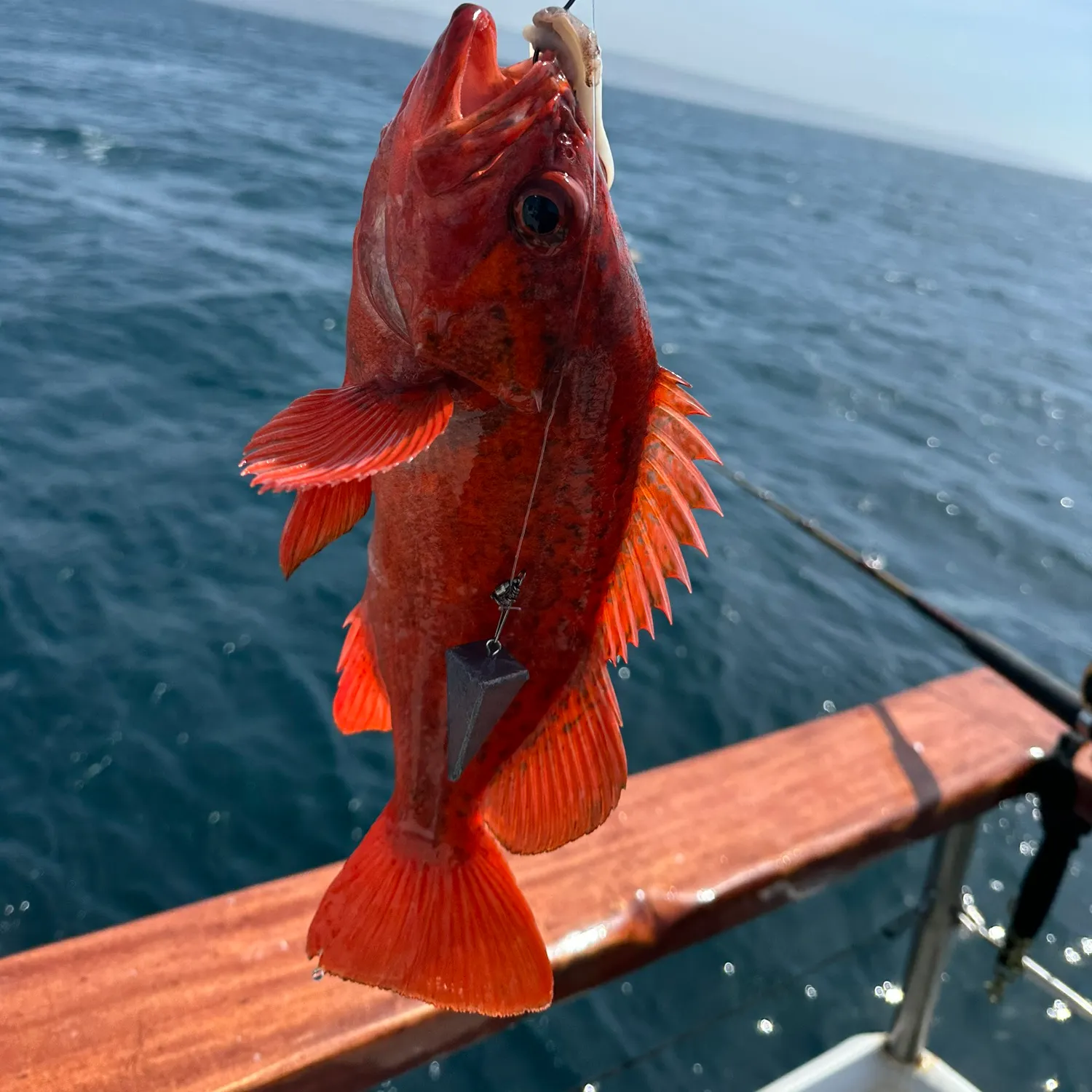 The most recent Vermilion rockfish catches on Fishbrain