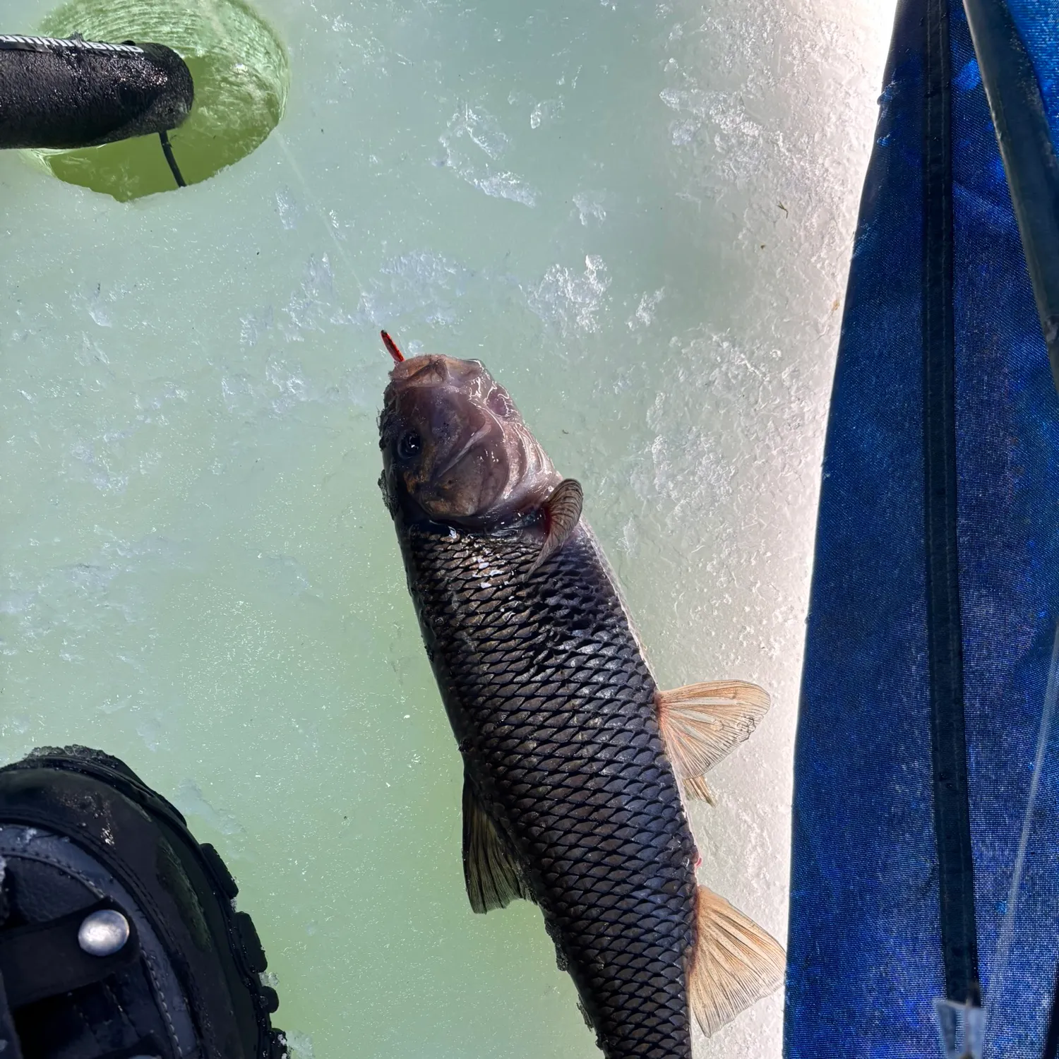 The most recent Fallfish catches on Fishbrain