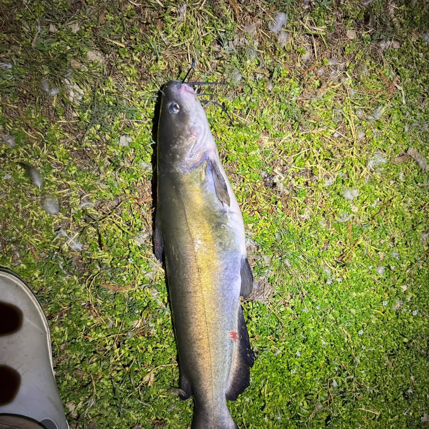 Channel catfish caught on Fishbrain