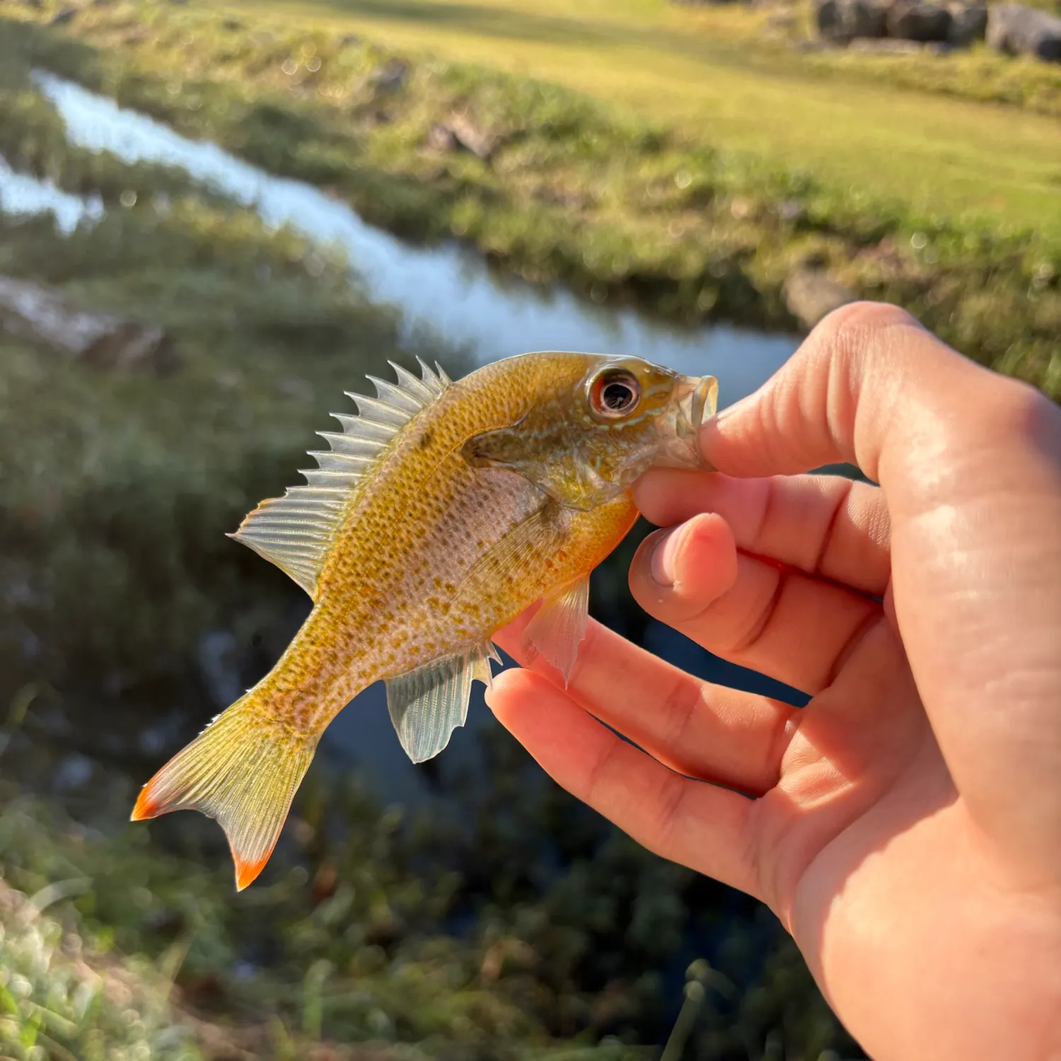 Redbreast sunfish caught on Fishbrain