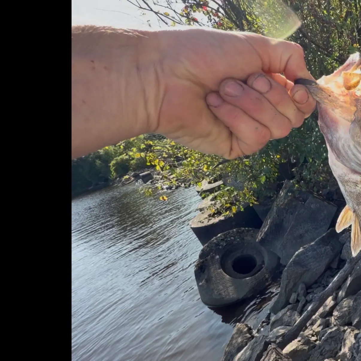 Smallmouth bass caught on Fishbrain