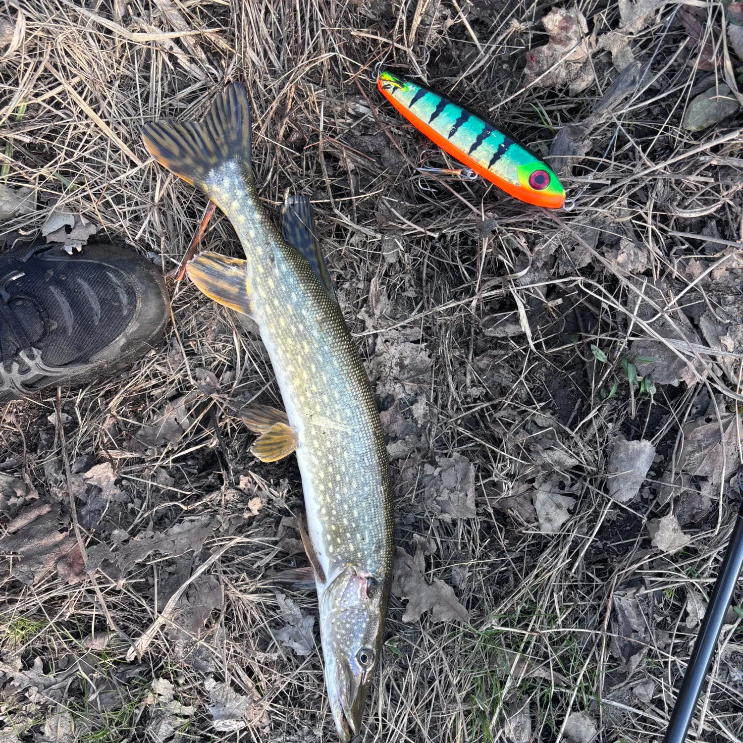 The most recent Northern pike catches on Fishbrain