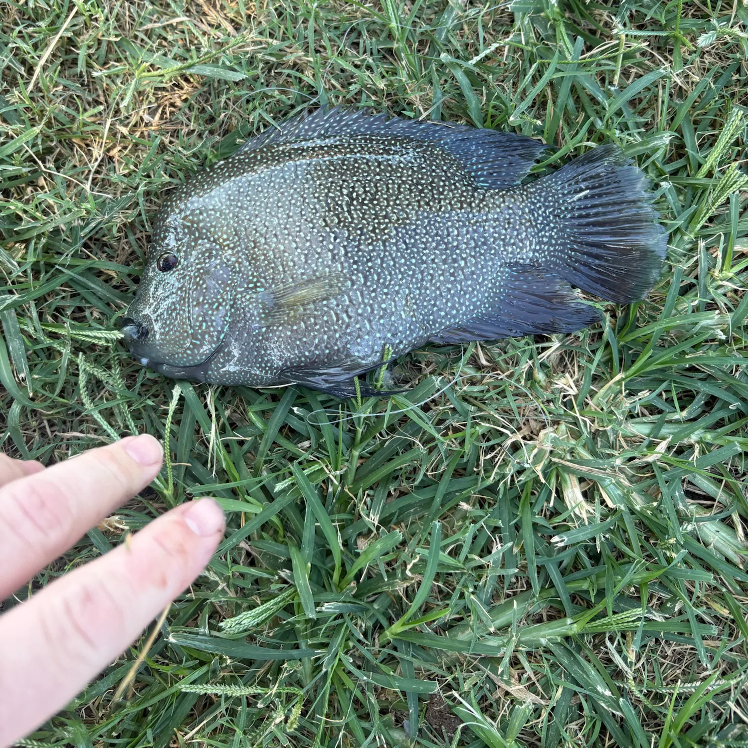 Rio Grande cichlid caught on Fishbrain