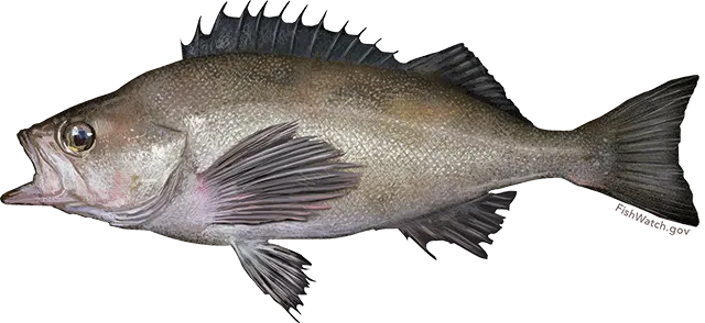 Widow rockfish