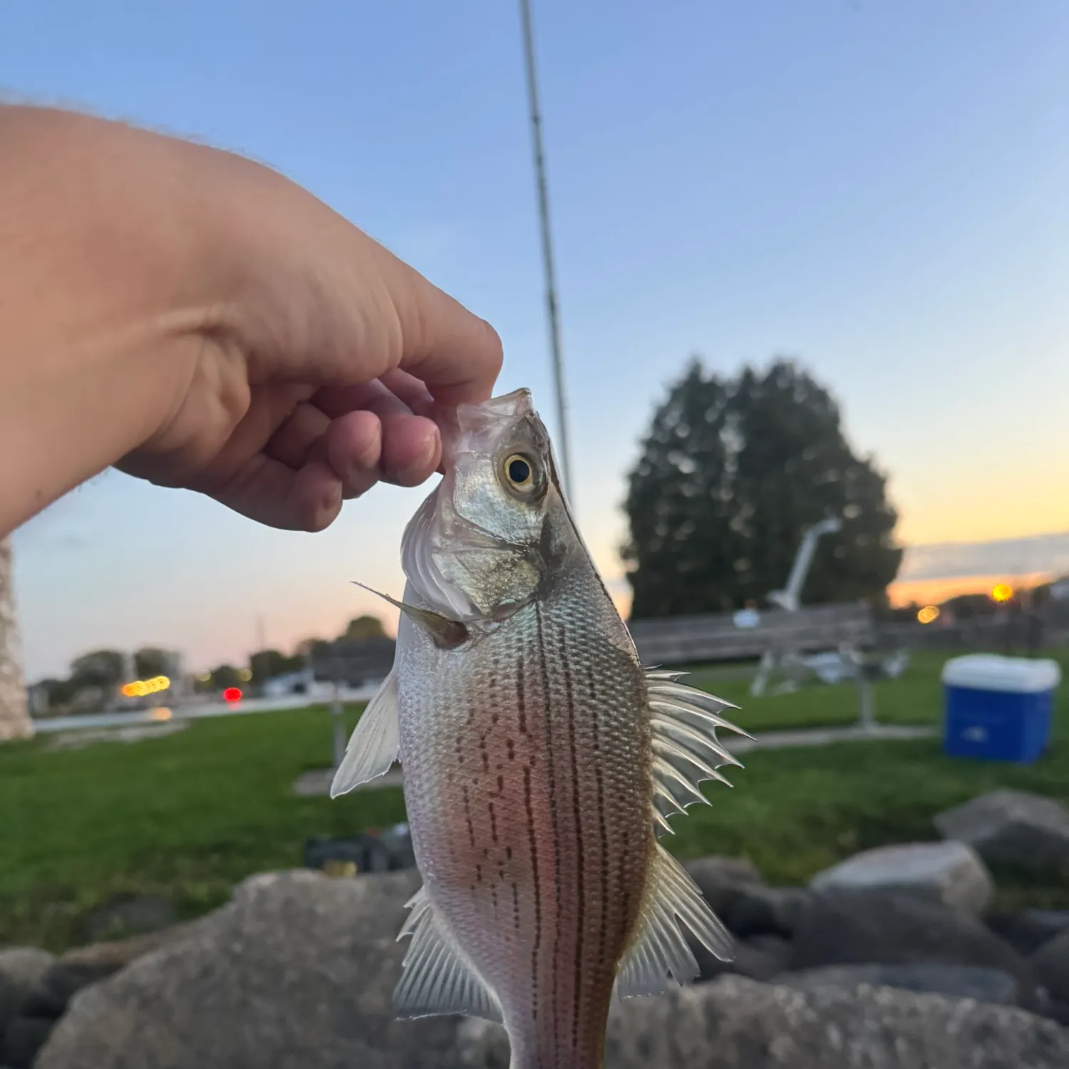 White bass caught on Fishbrain