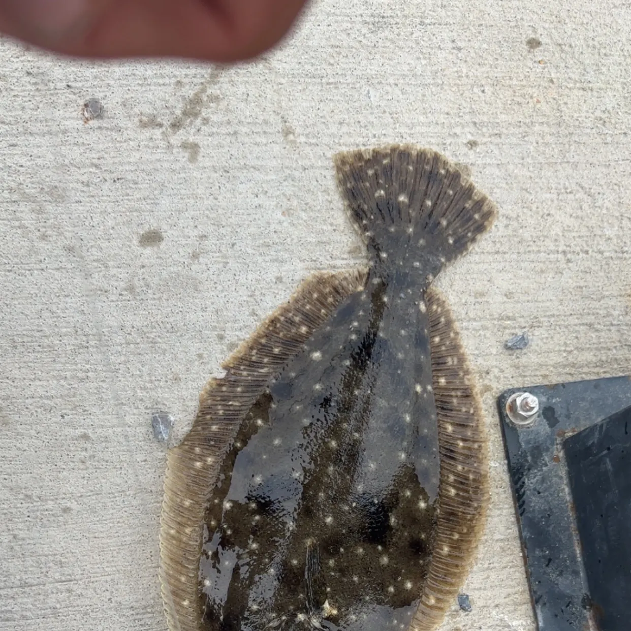 The most recent Summer flounder catches on Fishbrain