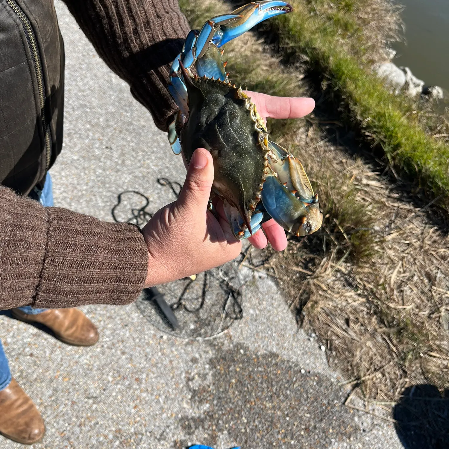 The most recent Blue crab catches on Fishbrain