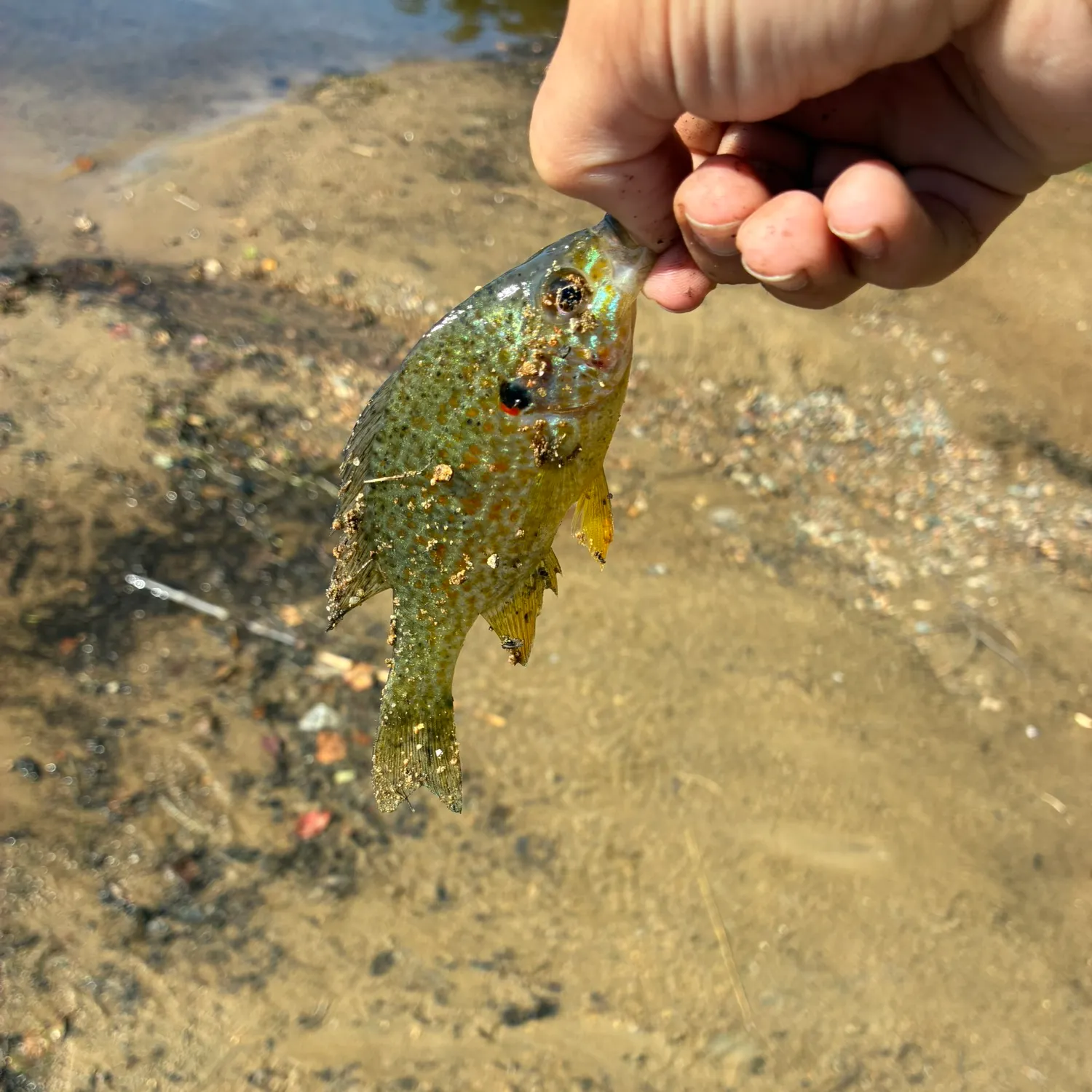 Pumpkinseed caught on Fishbrain