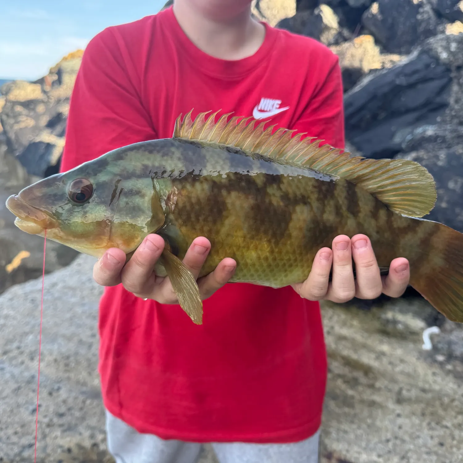 Ballan wrasse caught on Fishbrain